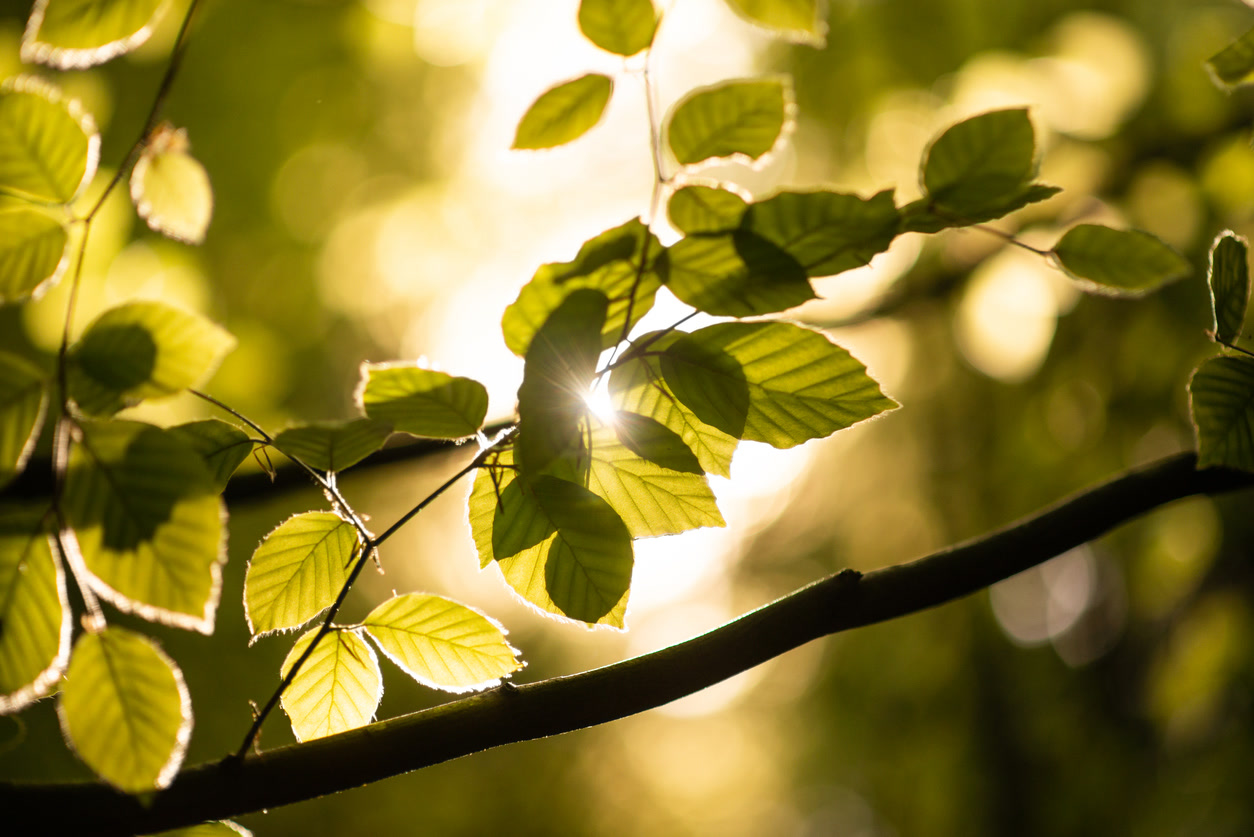 Sunlit hazel leaves backlit through a forest canopy