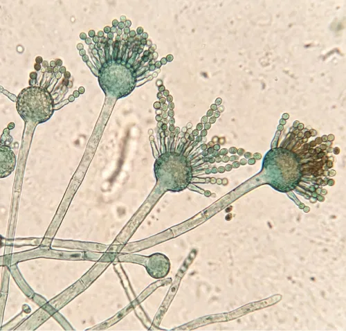 Mold Science