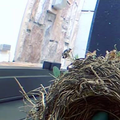 Robin's nest with three blue eggs at the family's front door