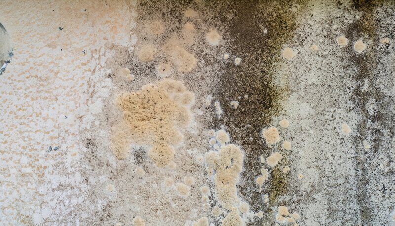 Mold growth on stained plaster wall — green, black, and white colonies