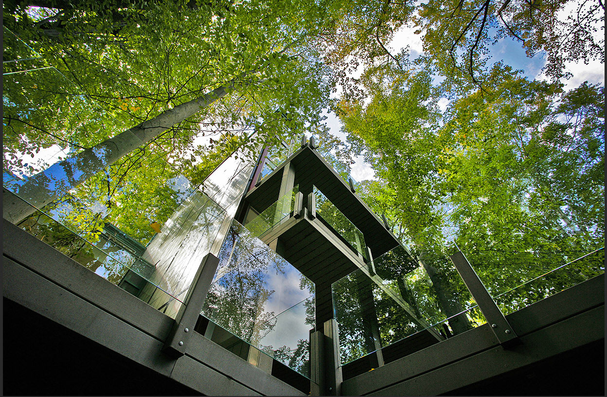 Glass and steel structure looking up into forest canopy